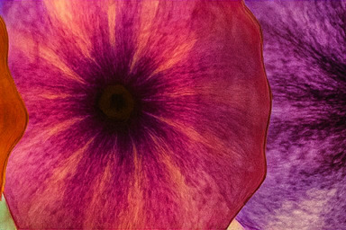 베타 존의 경쟁 공간